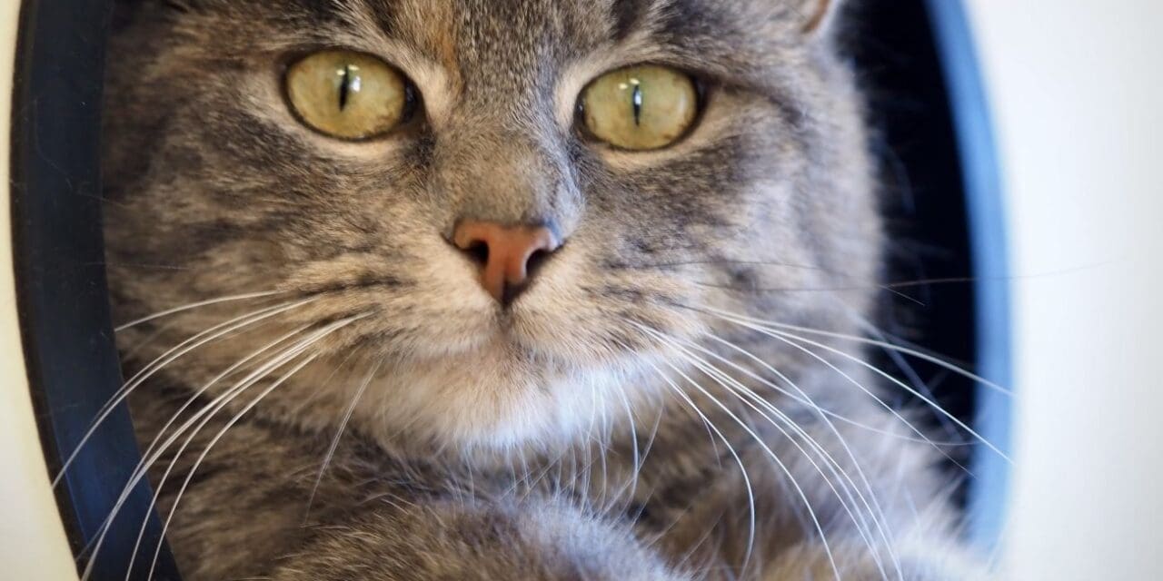 Pet of the Week