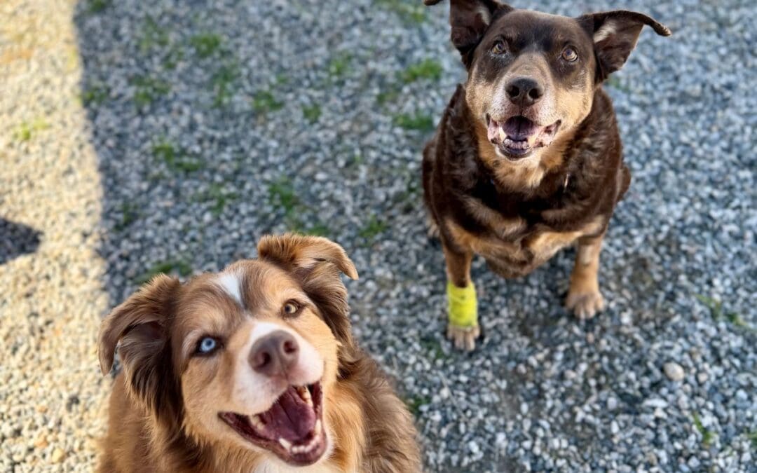 Pets of the Week