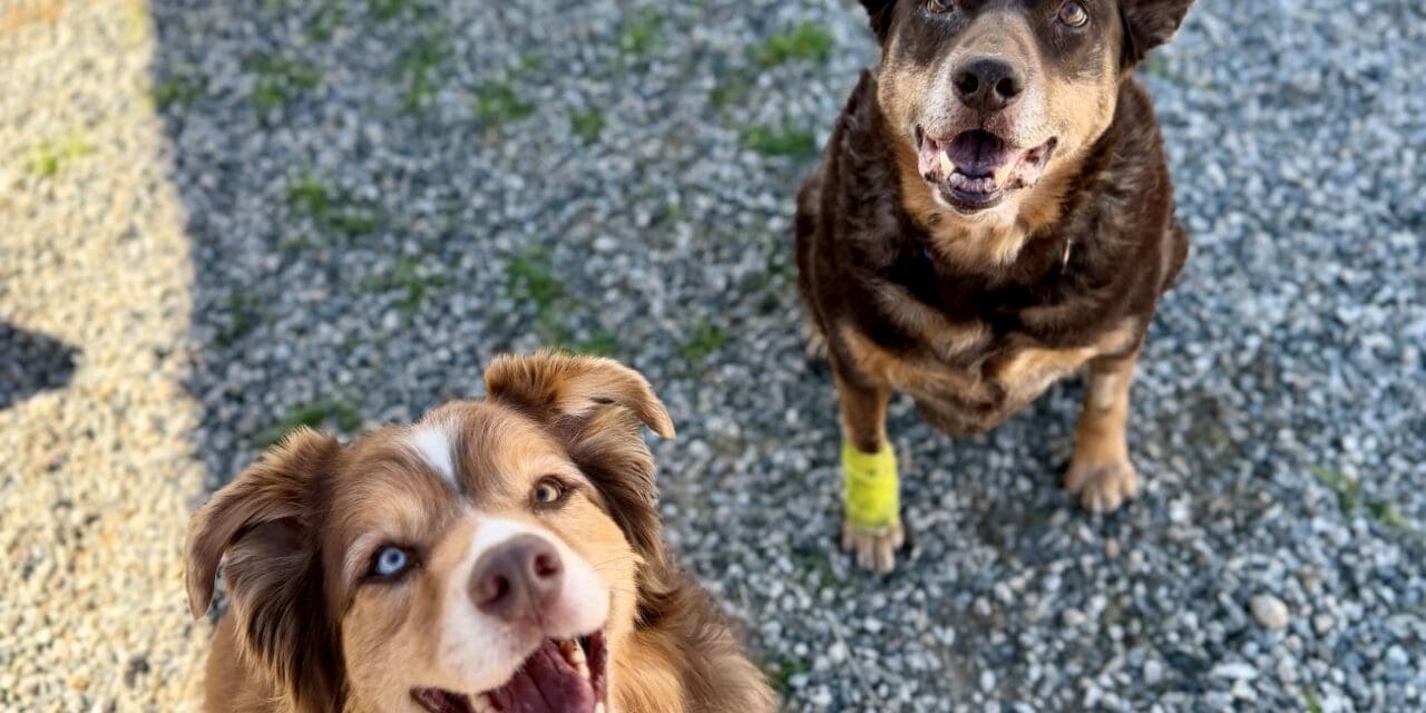 Pets of the Week