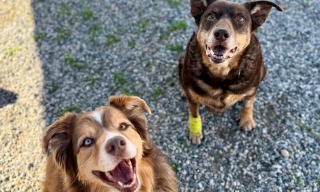 Pets of the Week