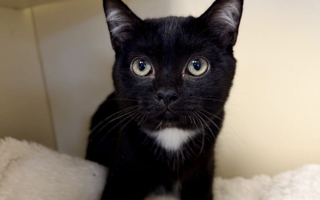 Pet of the Week