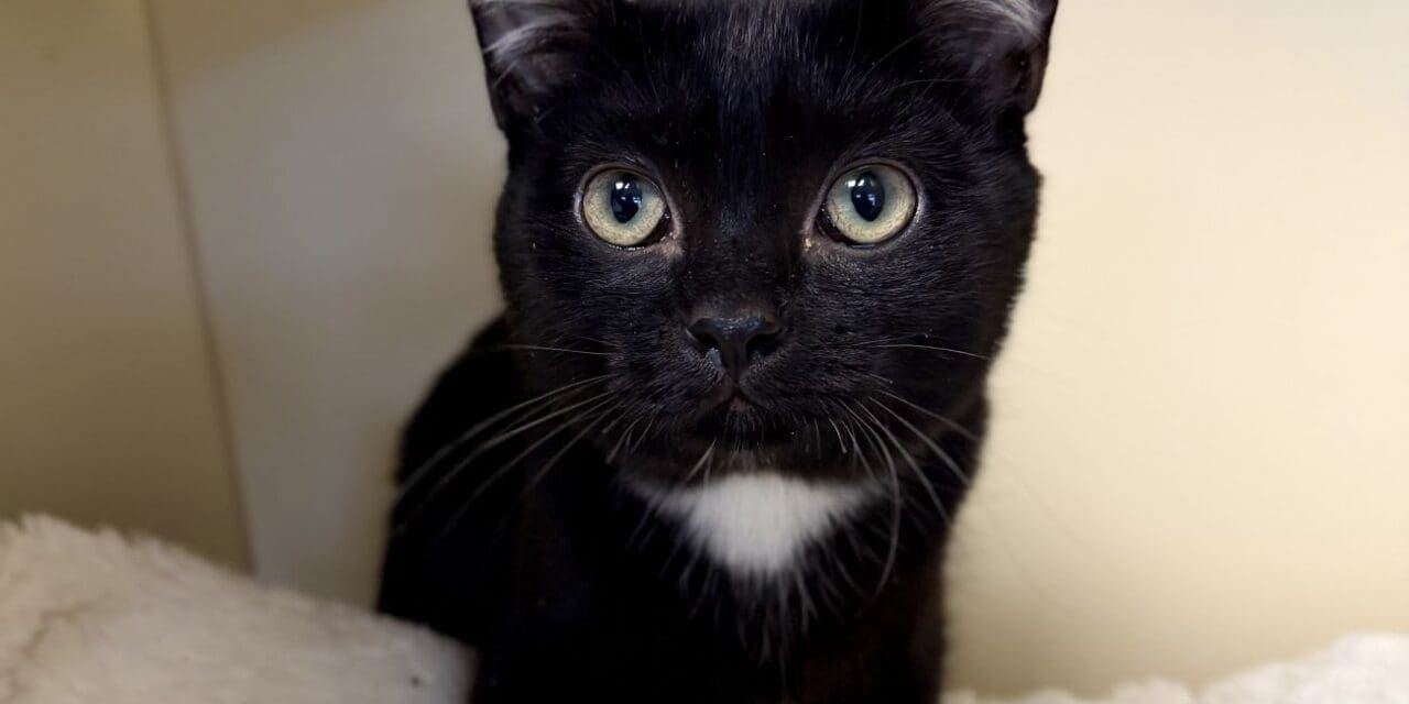 Pet of the Week