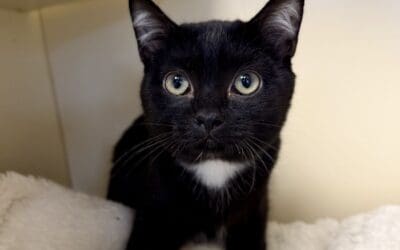 Pet of the Week