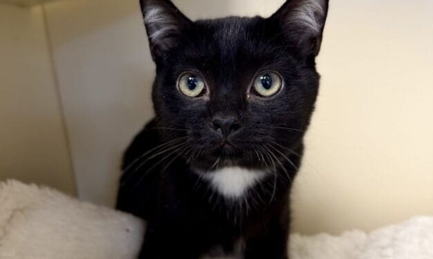 Pet of the Week