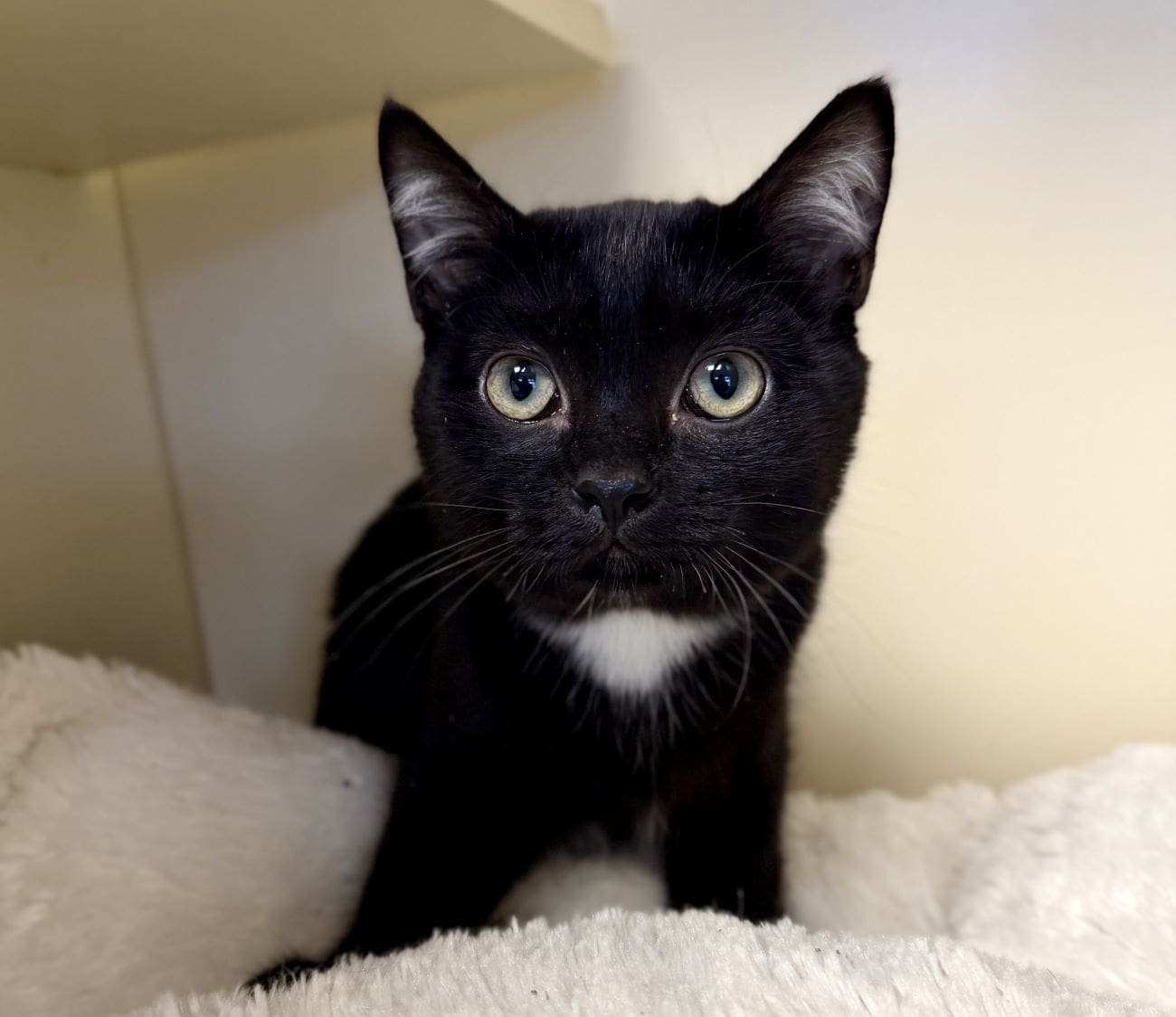 Pet of the Week